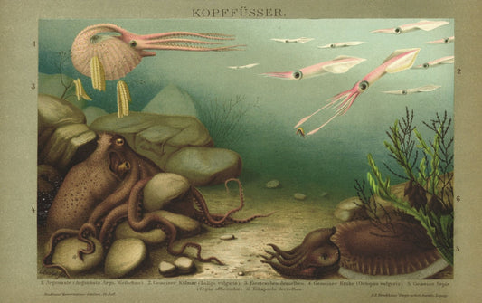 Kopffüsser, Tintenfische, Krake. Lithographie von 1894