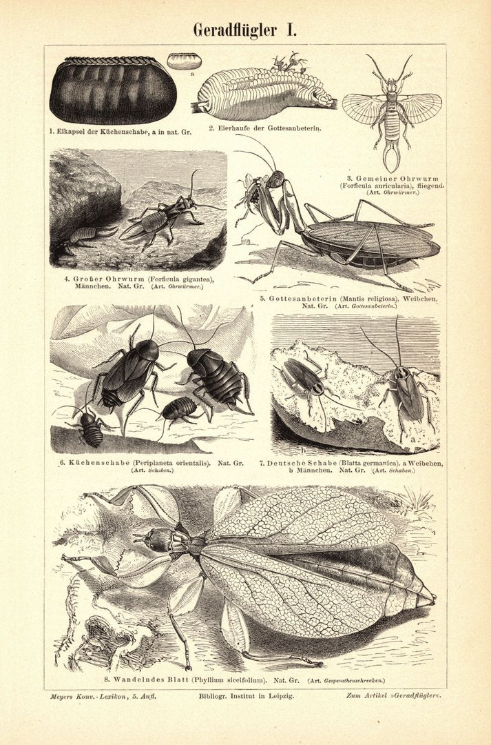Geradflügler, Insekten. Buchillustration (Stich) von 1895