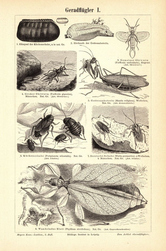 Geradflügler, Insekten. Buchillustration (Stich) von 1895