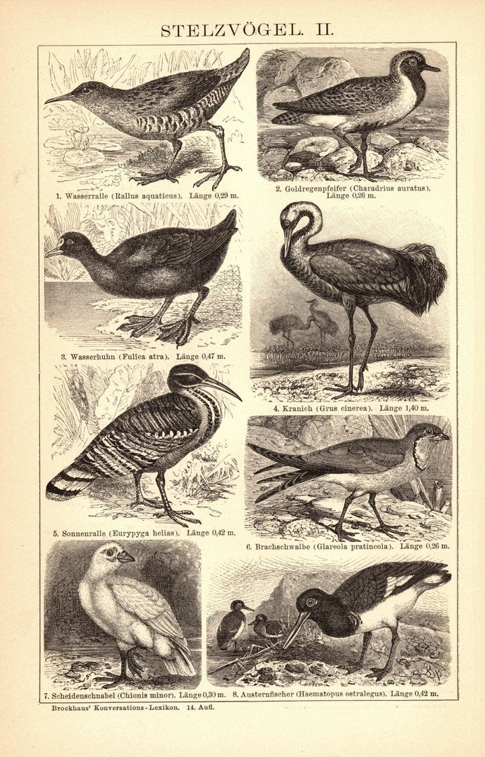 Stelzvögel I-II. Buchillustration (Stich) von 1897