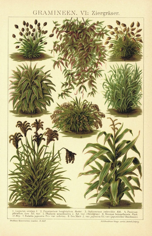 Gramineen, Ziergräser. Lithografie von 1920
