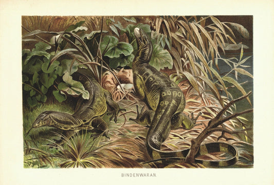 Bindenwaran, Echse. Lithografie von 1890