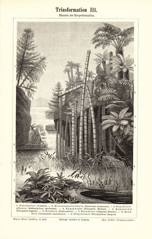 Triasformation, Pflanzen der Keuperformation. Buchillustration (Stich) von 1897