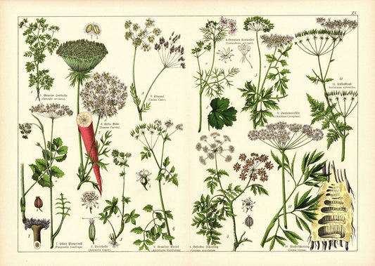 Pflanzen, Doldengewächse, z.B. Möhre. Farblithografie von 1887. Tafel 15