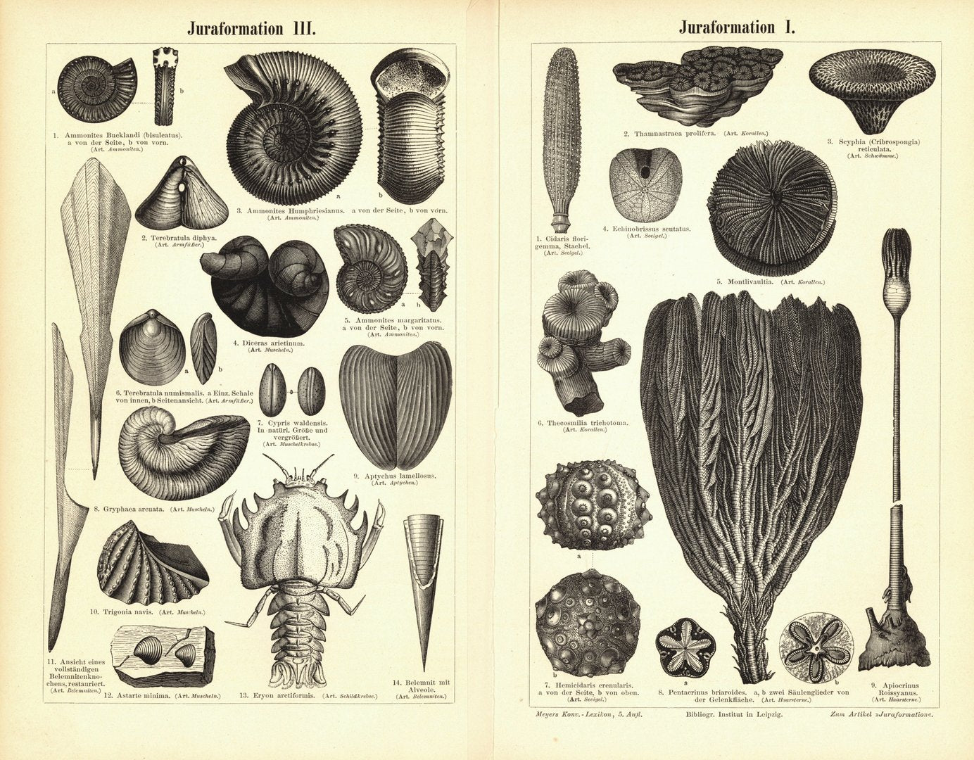 Juraformation I. Buchillustration (Stich) von 1894