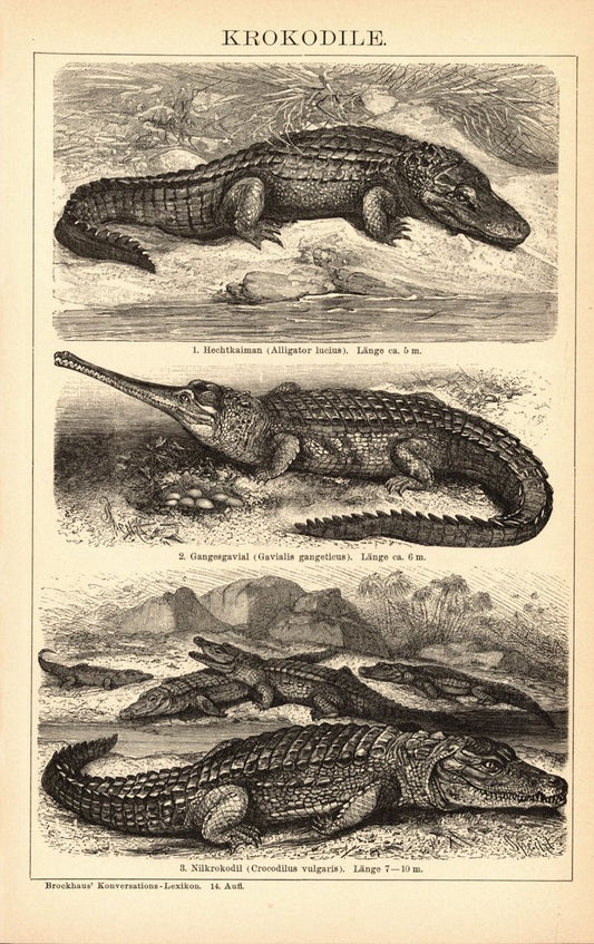 Krokodile. Buchillustration (Stich) von 1897
