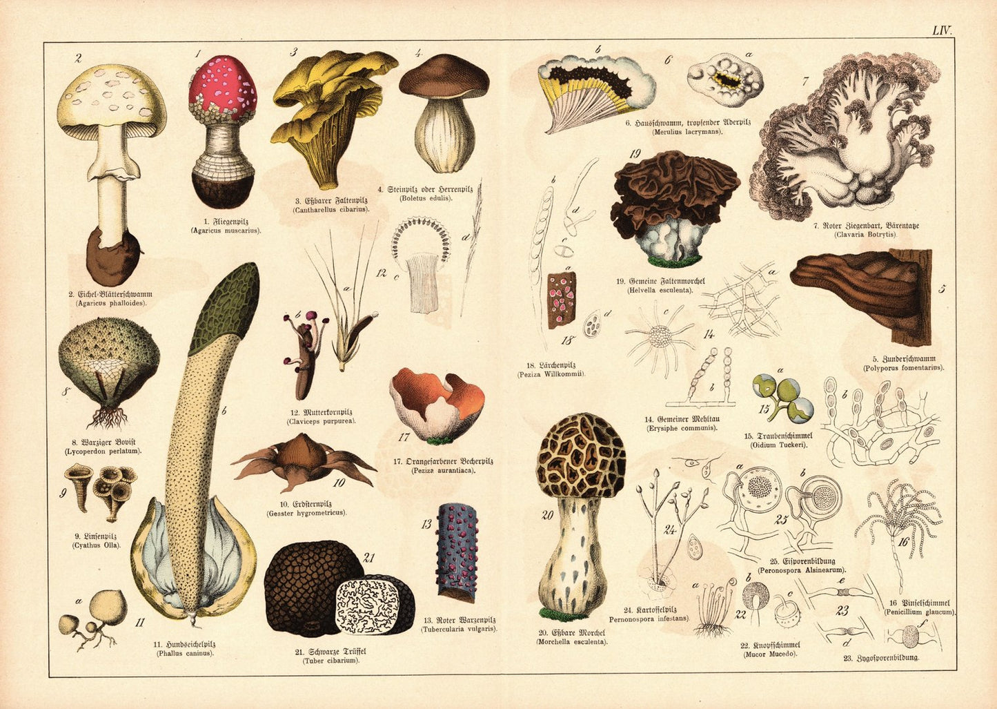 Pflanzen, z.B. Morchel. Farblithografie von 1887. Tafel  54