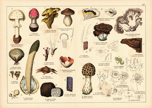 Pflanzen, z.B. Morchel. Farblithografie von 1887. Tafel  54