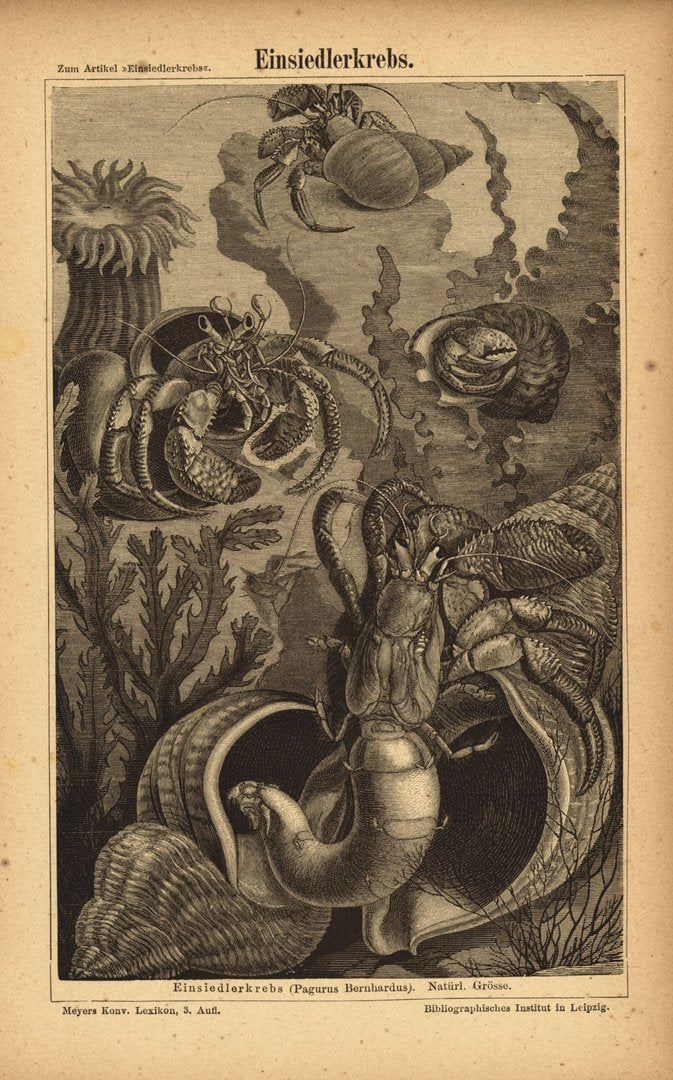 Einsiedlerkrebs. Buchillustration (Stich) von 1875