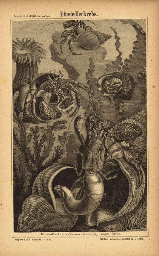 Einsiedlerkrebs. Buchillustration (Stich) von 1875