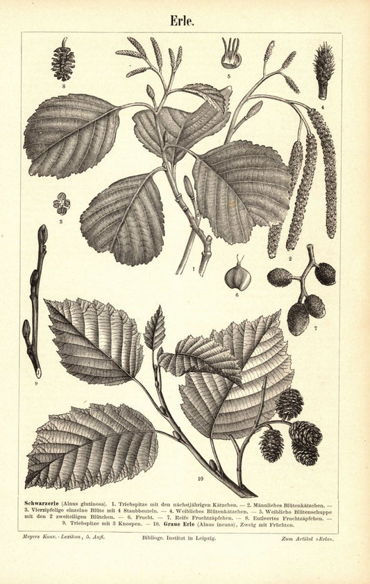 Erle. Buchillustration (Stich) von 1895
