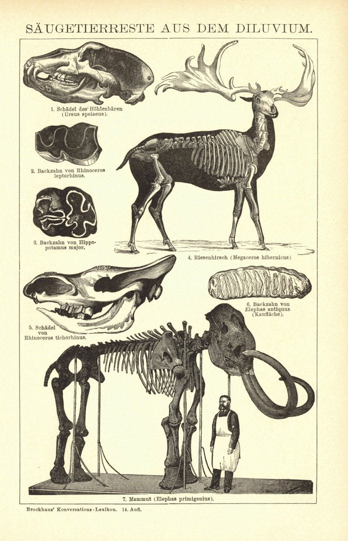 Säugetierreste aus dem Diluvium. Buchillustration (Stich) von 1897