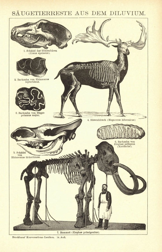 Säugetierreste aus dem Diluvium. Buchillustration (Stich) von 1897