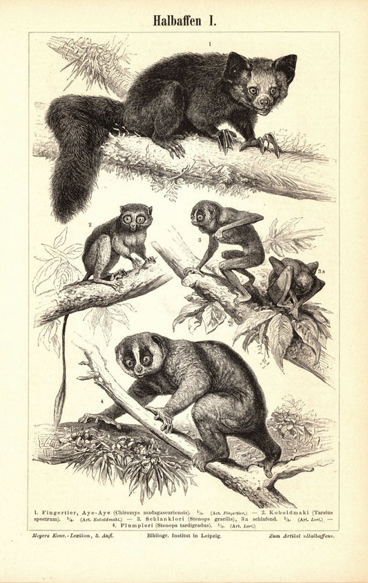 Halbaffen. Buchillustration (Stich) von 1895
