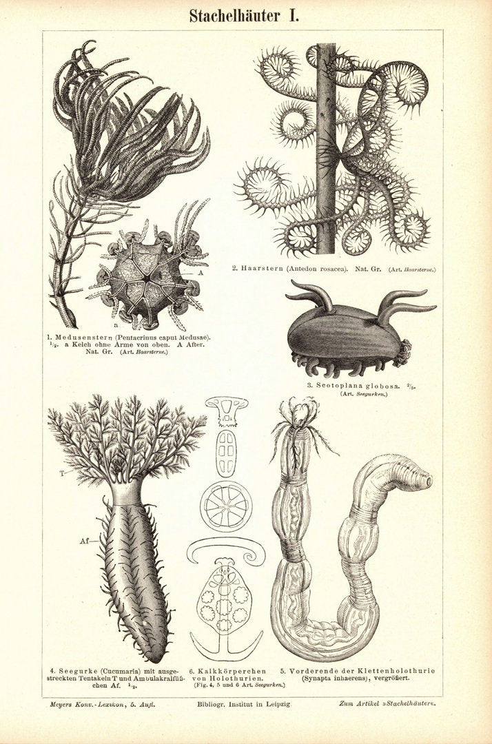 Stachelhäuter. Buchillustration (Stich) von 1897