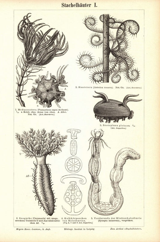 Stachelhäuter. Buchillustration (Stich) von 1897