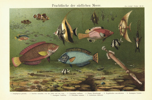 Prachtfische der südlichen Meere. Lithografie von 1896