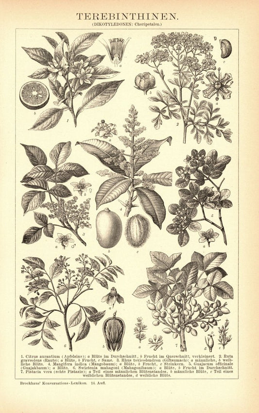 Terebinthinen. Buchillustration (Stich) von 1897