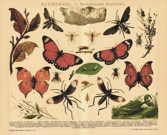 Nachahmende Zuchtwahl, Schmetterlinge, Insekten. Lithografie von 1920