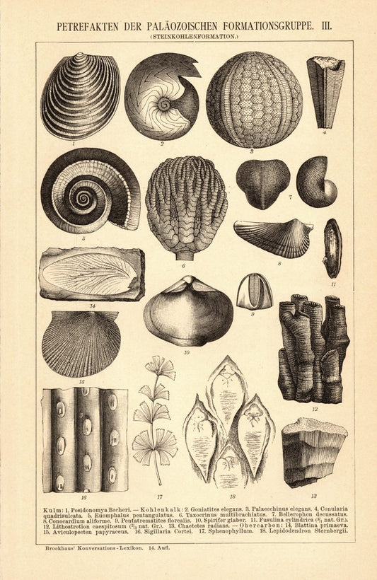 Petrefakten der Paläozoischen Formationsgruppe III-IV. Buchillustration (Stich) von 1897