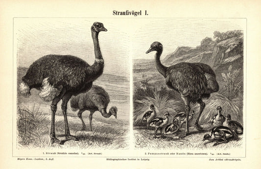 Straußvögel . Buchillustration (Stich) von 1897