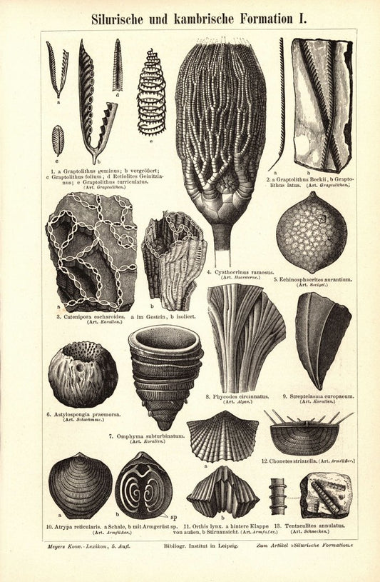 Silurische und kambrische Formation. Buchillustration (Stich) von 1897
