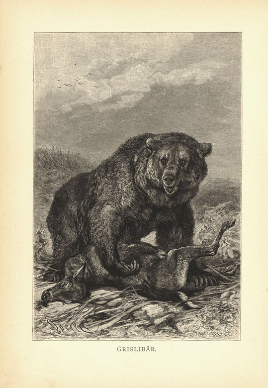 Grizzlybär. Buchillustration (Holzschnitt) von 1890