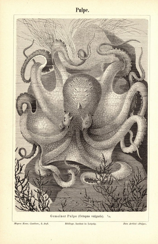 Pulpe, Tintenfisch. Buchillustration (Stich) von 1897