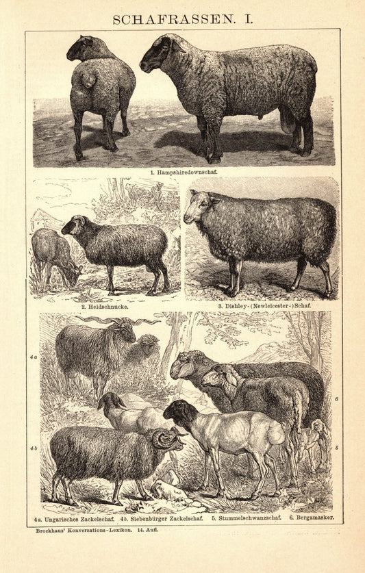 Schafrassen. Buchillustration (Stich) von 1897