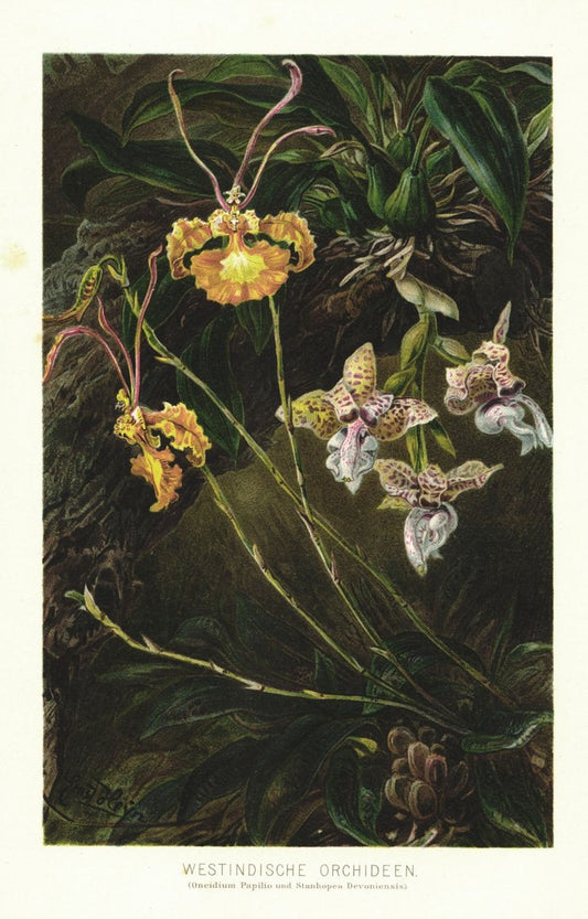 Westindische Orchideen. Lithographie von 1887