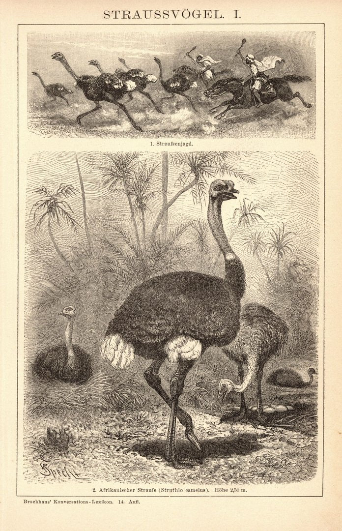Straußvögel. Buchillustration (Stich) von 1897