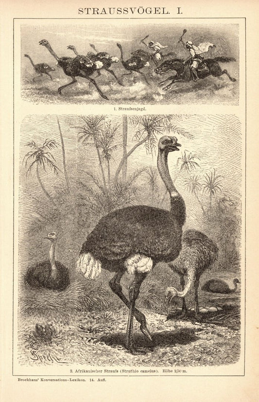 Straußvögel. Buchillustration (Stich) von 1897
