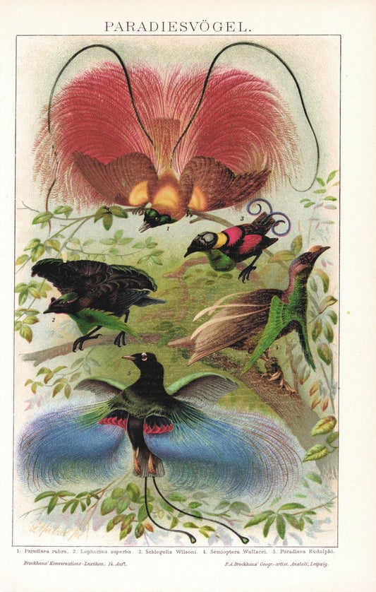 Paradiesvögel. Lithografie von 1920