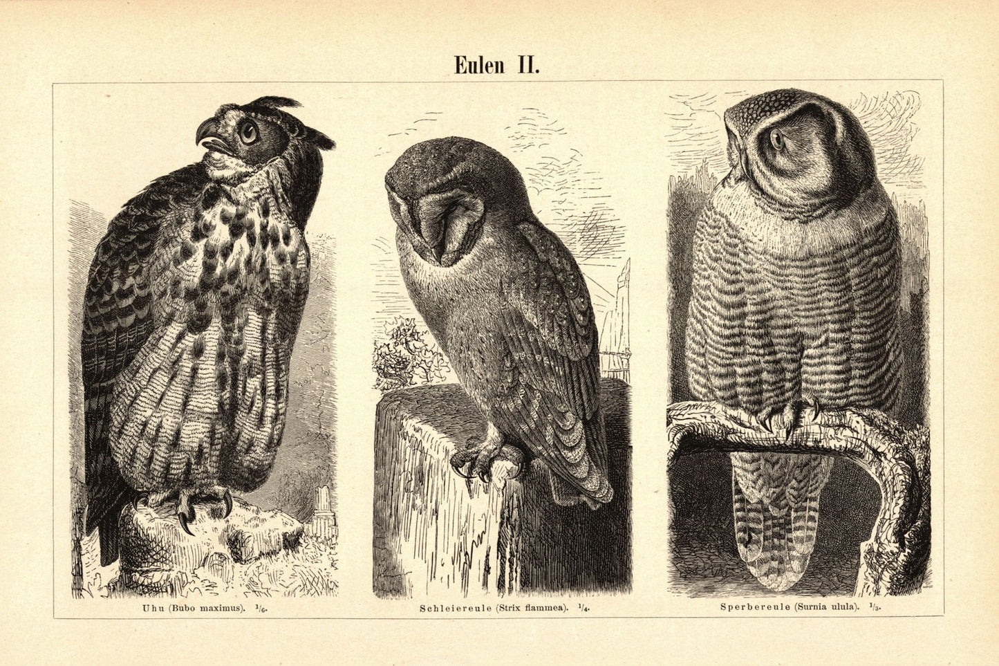 Eulen. Buchillustration (Stich) von 1895