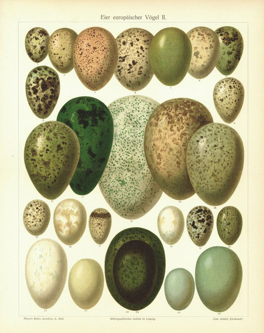 Eier europäischer Vögel II. Lithografie von 1907