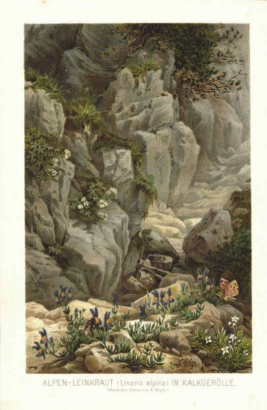 Alpen-Leinkraut im Kalkgerölle. Lithographie von 1887