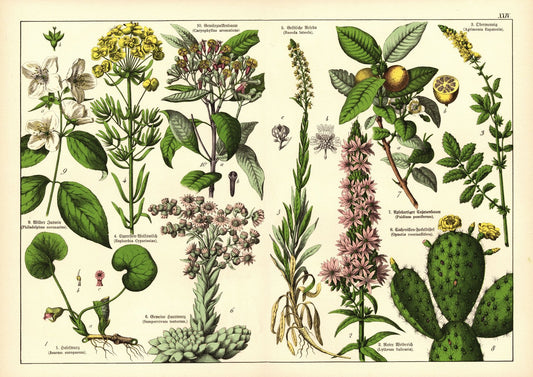 Pflanzen, z.B. Haselwurz. Farblithografie von 1887. Tafel 24