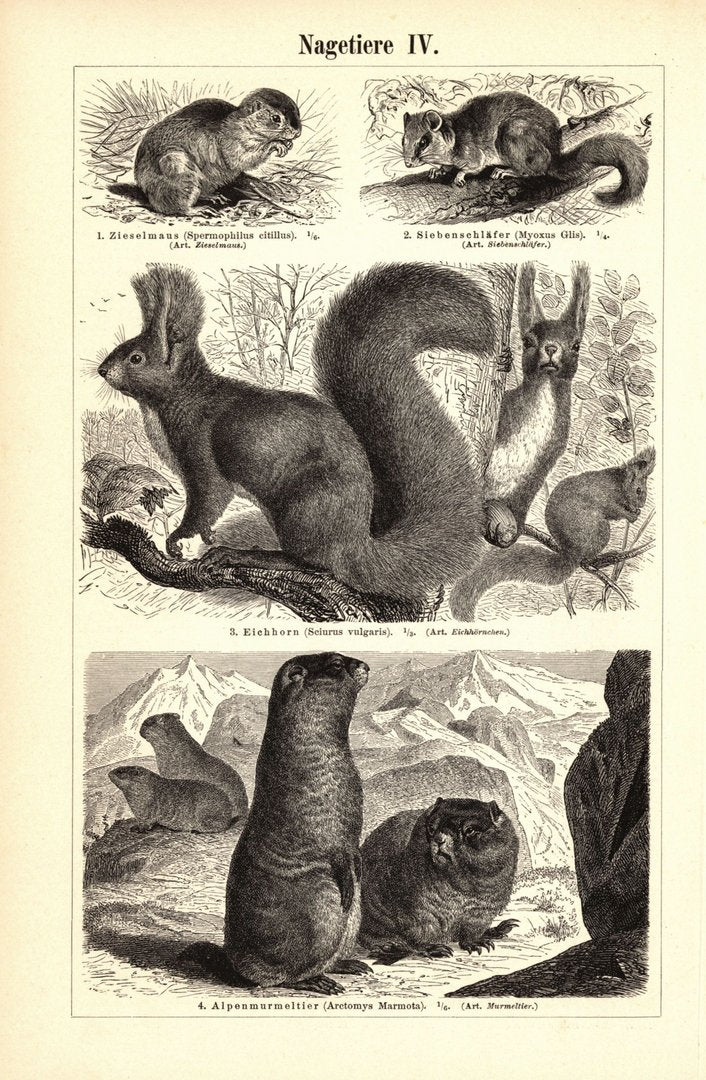 Nagetiere III-IV. Buchillustration (Stich) von 1897