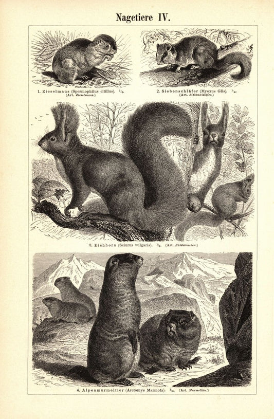 Nagetiere III-IV. Buchillustration (Stich) von 1897
