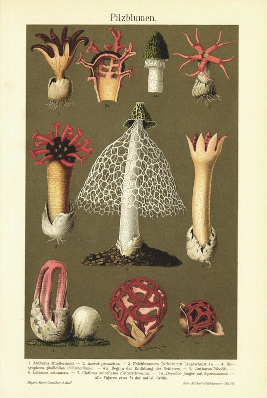Pilzblumen. Lithografie von 1896