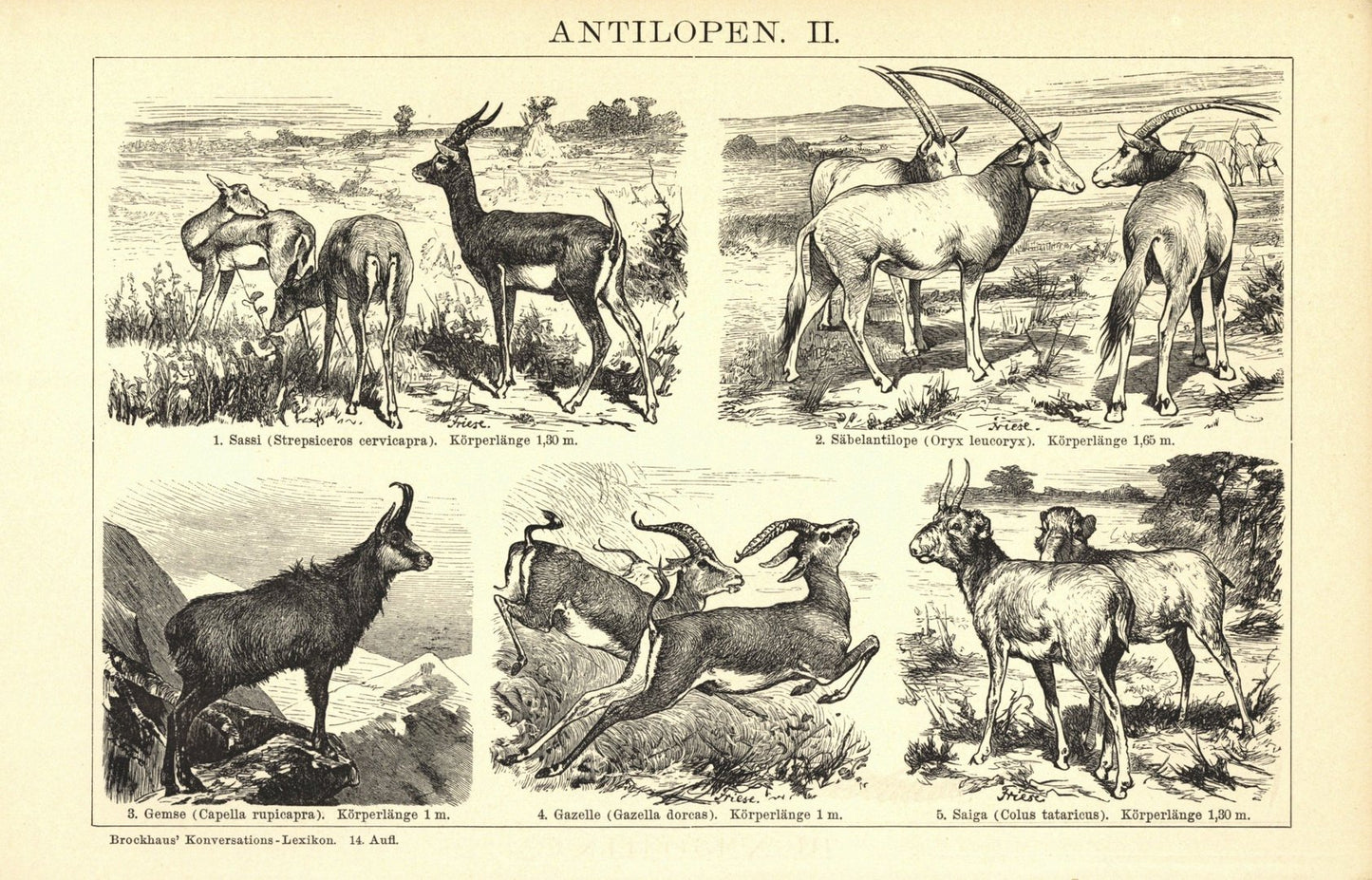 Antilopen I-II. Buchillustration (Stich) von 1897