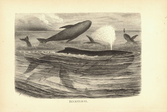 Buckelwal. Buchillustration von 1890