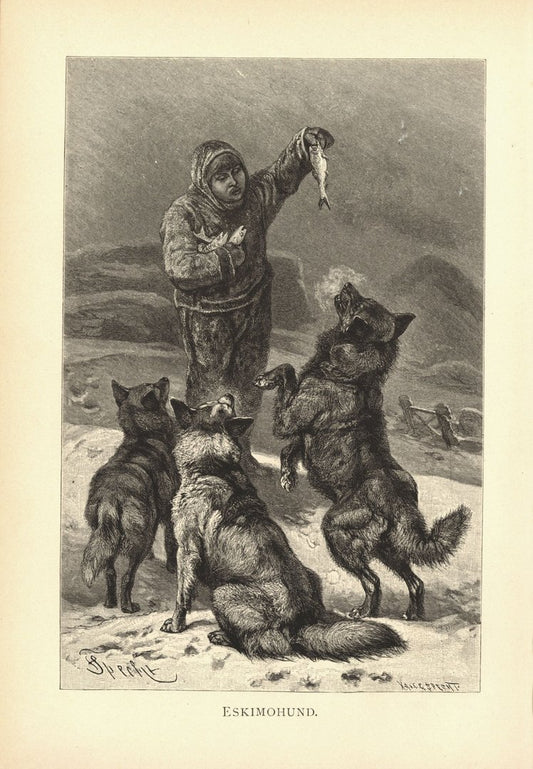 Eskimohund, Husky, Schlittenhund. Buchillustration (Holzschnitt) von 1890