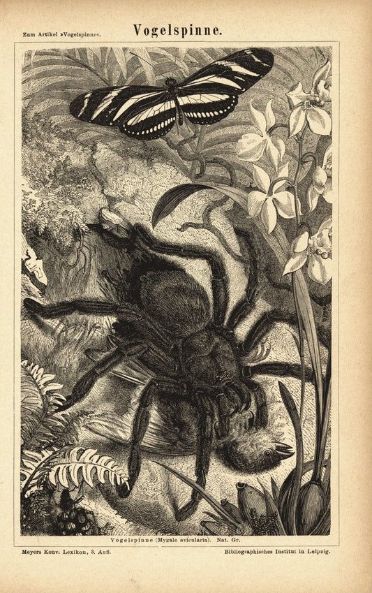 Vogelspinne. Buchillustration (Stich) von 1878