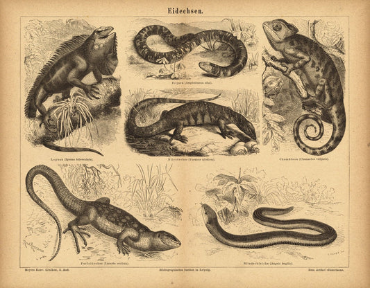Eidechsen. Buchillustration (Stich) von 1875