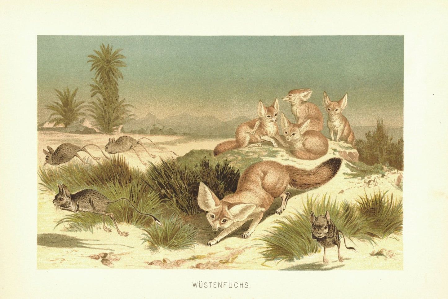 Wüstenfuchs. Lithografie von 1890