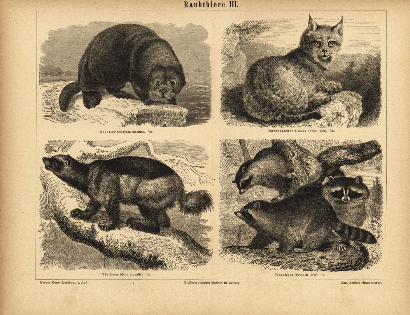 Raubtiere III. Buchillustration (Stich) von 1878