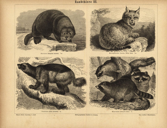 Raubtiere III. Buchillustration (Stich) von 1878