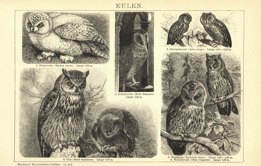 Eulen. Buchillustration (Stich) von 1897