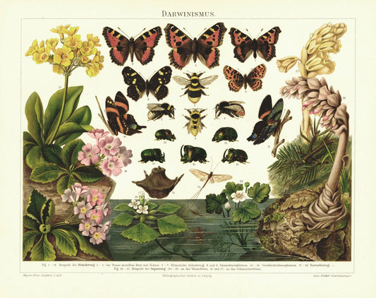 Darwinismus, Käfer, Schmetterlinge. Lithografie von 1894
